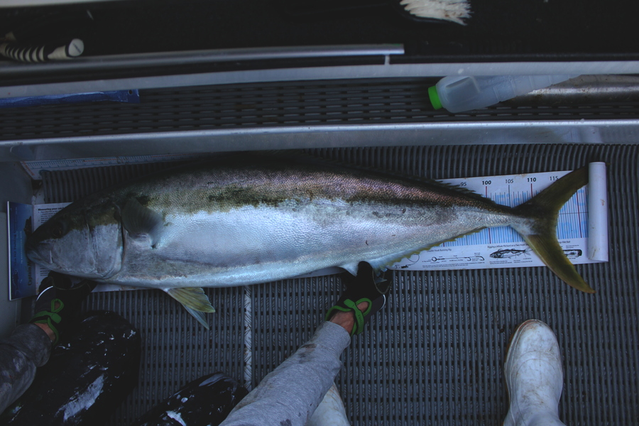 Paul Maskell caught this 114.5cm Kingfish at Durville island during The Export NZ Fishing Competition